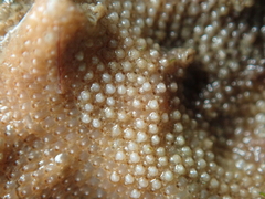 Schizoporella unicornis