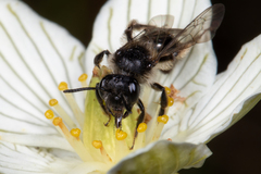 Andrena parnassiae