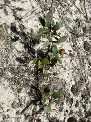 Crataegus munda