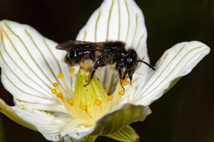 Andrena parnassiae