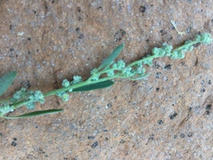 Chenopodium atrovirens
