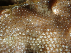 Schizoporella unicornis