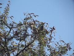 Curruca subcoerulea subcoerulea