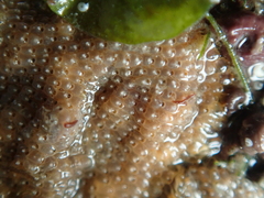 Schizoporella unicornis