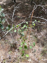 Crataegus munda