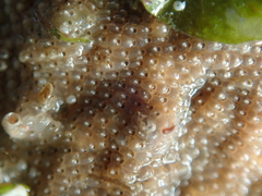 Schizoporella unicornis