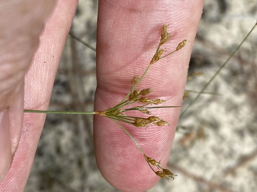 Capillary hairsedge (Bulbostylis ciliatifolia)