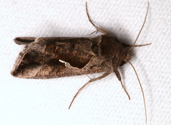 Chrysodeixis subsidens