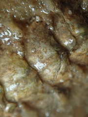 Acanthochitona fascicularis