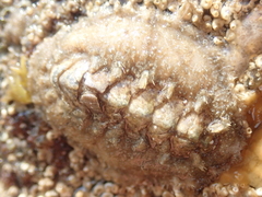 Acanthochitona fascicularis