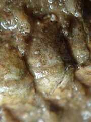 Acanthochitona fascicularis