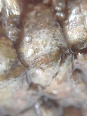 Acanthochitona fascicularis