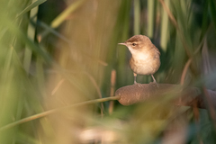 Acrocephalus agricola