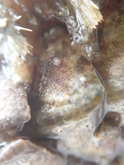 Acanthochitona fascicularis