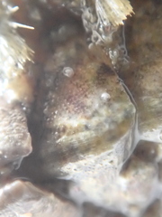 Acanthochitona fascicularis