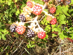Candicantes