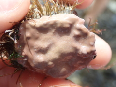 Lithophyllum incrustans