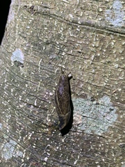 Ariophantidae