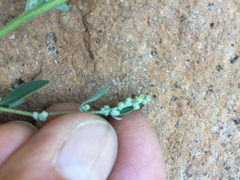 Chenopodium atrovirens