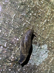 Ariophantidae