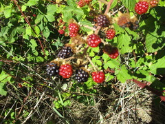 Candicantes