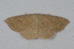 Cyclophora ruficiliaria