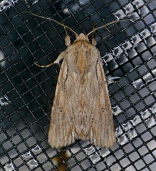 Spodoptera albula