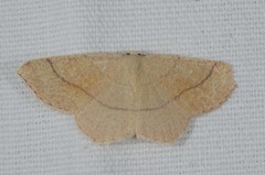 Cyclophora suppunctaria