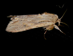 Spodoptera albula