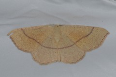 Cyclophora suppunctaria