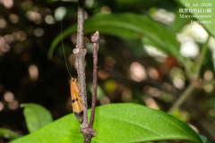 Macrostemum fastosum