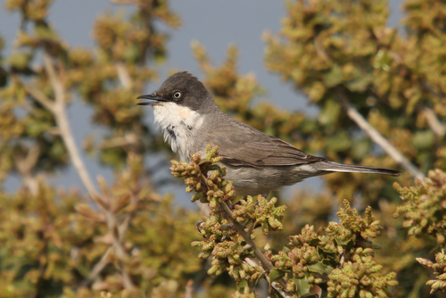 Eastern Orphean Warbler, photo 3 of 7