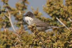 Curruca crassirostris
