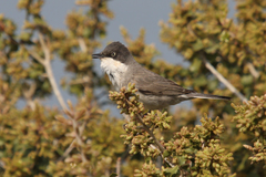 Curruca crassirostris