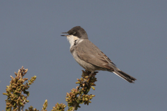 Curruca crassirostris