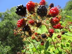 Candicantes