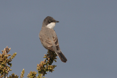 Curruca crassirostris