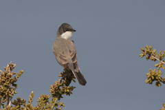 Curruca crassirostris