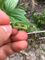 Calycomyza cynoglossi