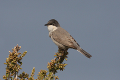 Curruca crassirostris