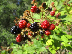 Candicantes