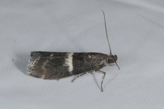Elegia similella