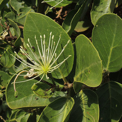 Capparis tomentosa