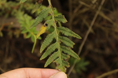 Pleopeltis orientalis