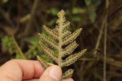 Pleopeltis orientalis