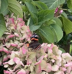 Vanessa atalanta atalanta