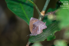 Mahathala ameria