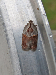Acleris inana