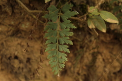 Asplenium praemorsum