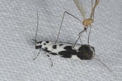 Ethmia quadrillella